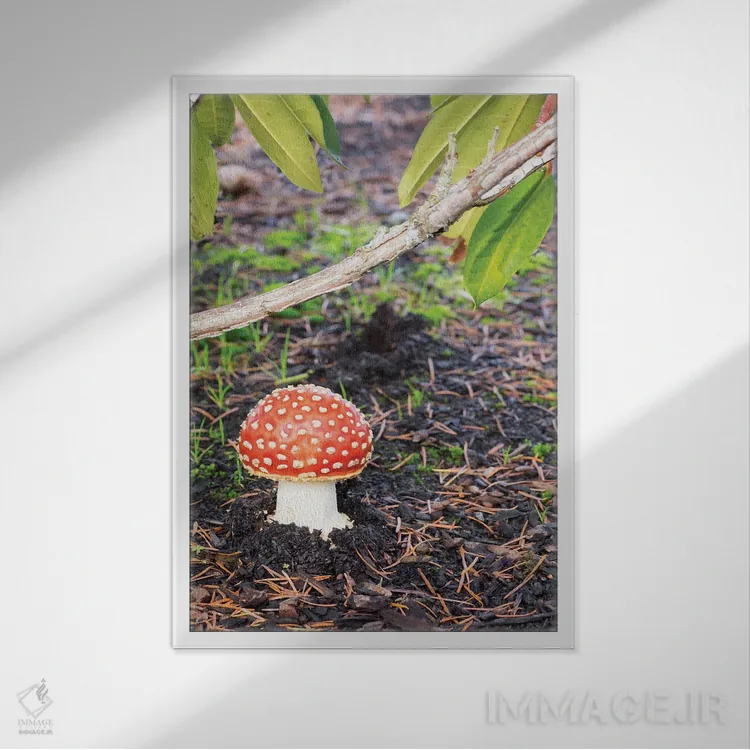 تابلو دکوراتیو Fly Agaric Mushroom,ایالت واشینگتن، قارچ آمانیتا موسک… اثر جیمی و جودی وایلد - نمای قابدار سفید