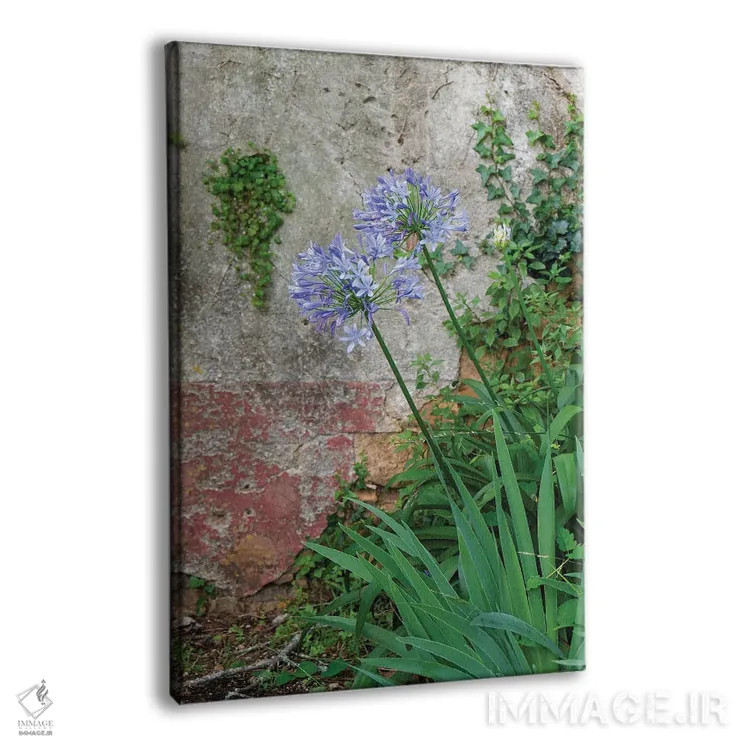 تابلو دکوراتیو Portugal. Flower In Garden.,کویمبرا، پرتغال. گلی در باغ اثر ژولین مک رابرتس - نمای پرسپکتیو محصول