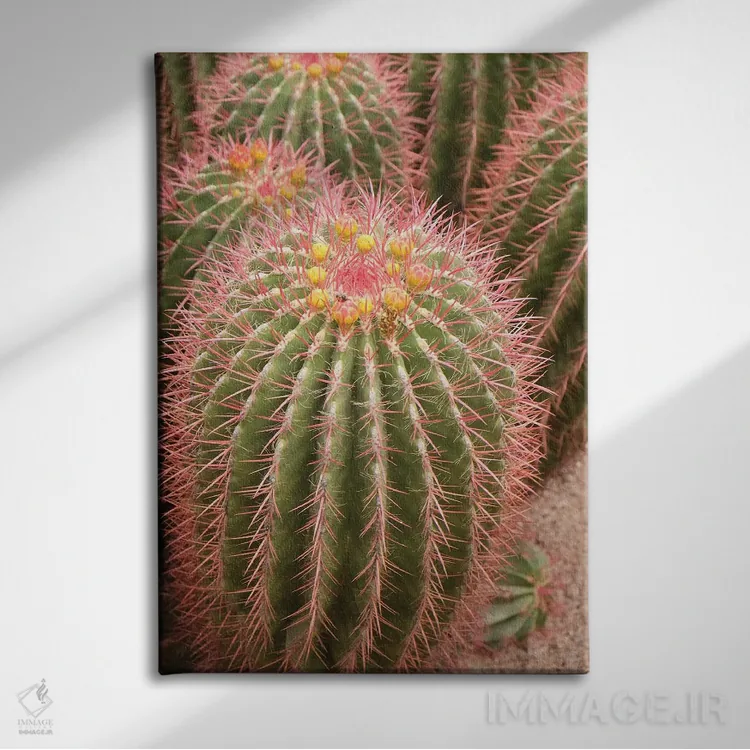 تابلو دکوراتیو Morocco. Beautiful Arid Garden Filled With Cacti, Succu… اثر ژولین مک رابرتس - نمای روبهرو روی دیوار