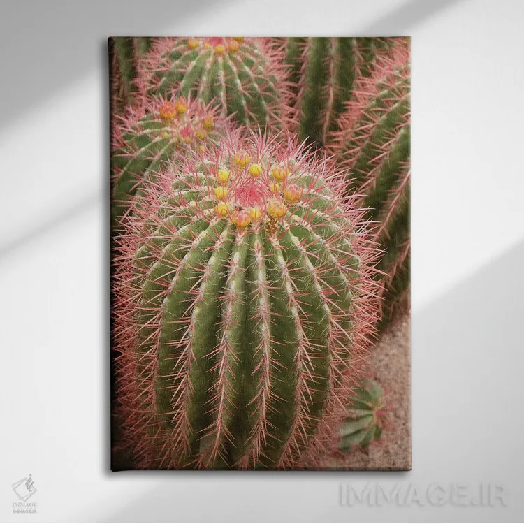 تابلو دکوراتیو Morocco. Beautiful Arid Garden Filled With Cacti, Succu… اثر ژولین مک رابرتس - نمای روبهرو روی دیوار