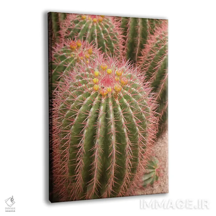 تابلو دکوراتیو Morocco. Beautiful Arid Garden Filled With Cacti, Succu… اثر ژولین مک رابرتس - نمای پرسپکتیو محصول