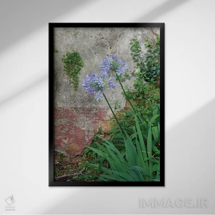 تابلو دکوراتیو Portugal. Flower In Garden.,کویمبرا، پرتغال. گلی در باغ اثر ژولین مک رابرتس - نمای قابدار مشکی