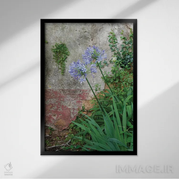 تابلو دکوراتیو Portugal. Flower In Garden.,کویمبرا، پرتغال. گلی در باغ اثر ژولین مک رابرتس - نمای قابدار مشکی