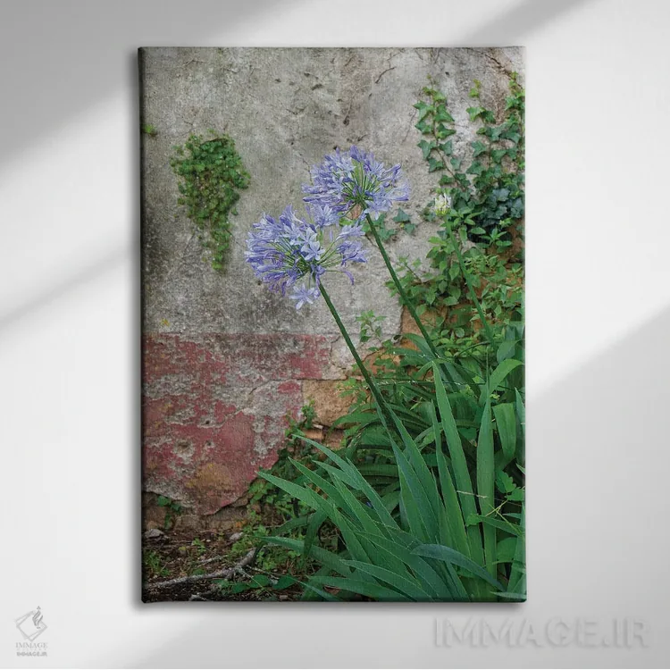 تابلو دکوراتیو Portugal. Flower In Garden.,کویمبرا، پرتغال. گلی در باغ اثر ژولین مک رابرتس - نمای روبهرو روی دیوار