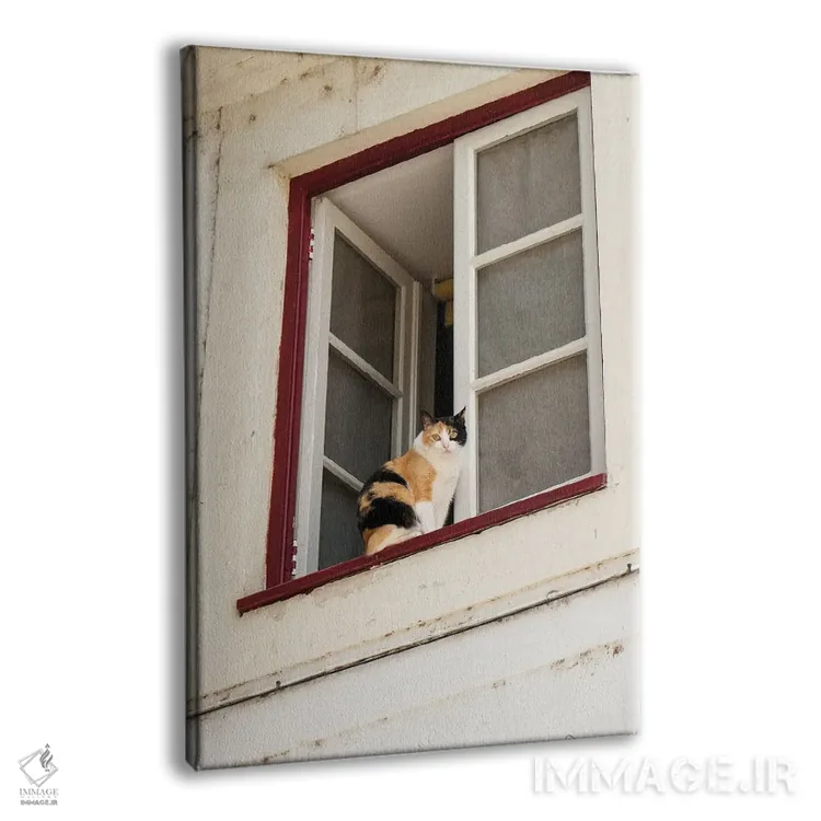 تابلو دکوراتیو Portugal. Cat Keeps An Eye On The Neighborhood.,کویمبرا… اثر ژولین مک رابرتس - نمای پرسپکتیو محصول