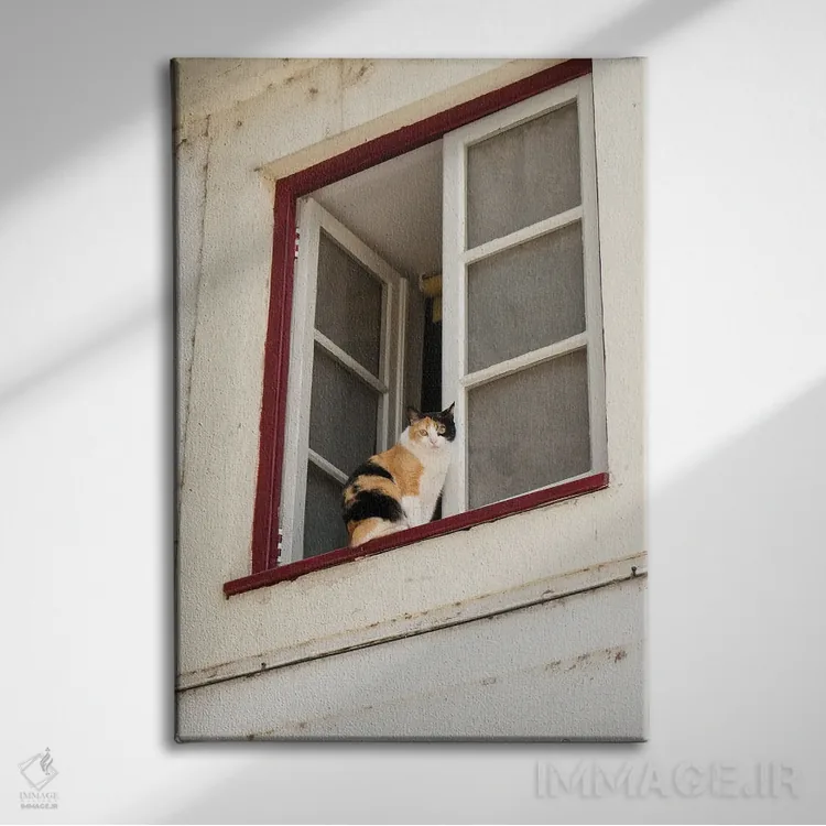 تابلو دکوراتیو Portugal. Cat Keeps An Eye On The Neighborhood.,کویمبرا… اثر ژولین مک رابرتس - نمای روبهرو روی دیوار