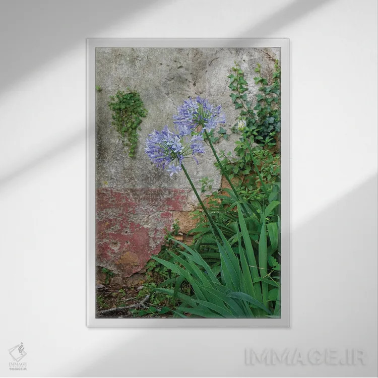تابلو دکوراتیو Portugal. Flower In Garden.,کویمبرا، پرتغال. گلی در باغ اثر ژولین مک رابرتس - نمای قابدار سفید