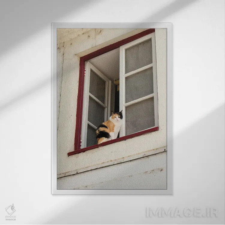 تابلو دکوراتیو Portugal. Cat Keeps An Eye On The Neighborhood.,کویمبرا… اثر ژولین مک رابرتس - نمای قابدار سفید