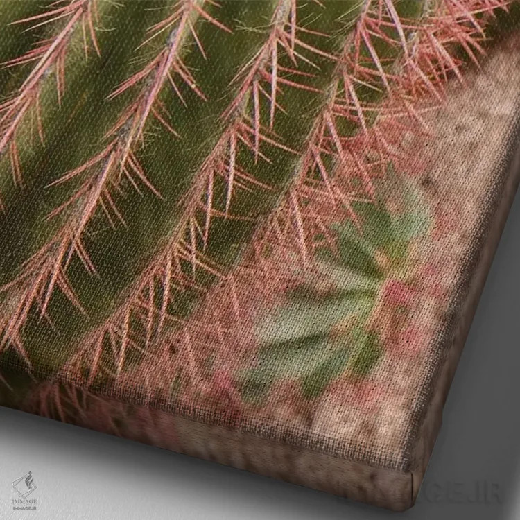 تابلو دکوراتیو Morocco. Beautiful Arid Garden Filled With Cacti, Succu… اثر ژولین مک رابرتس - نمای نزدیک بافت بوم