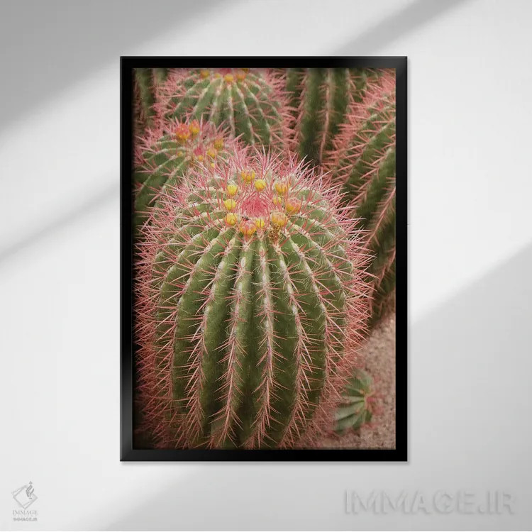 تابلو دکوراتیو Morocco. Beautiful Arid Garden Filled With Cacti, Succu… اثر ژولین مک رابرتس - نمای قابدار مشکی