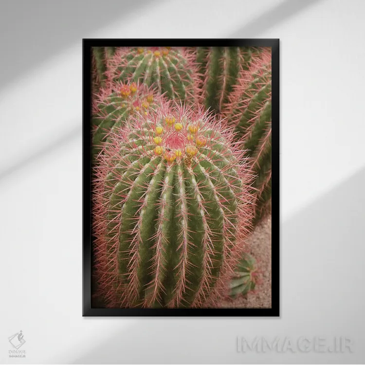 تابلو دکوراتیو Morocco. Beautiful Arid Garden Filled With Cacti, Succu… اثر ژولین مک رابرتس - نمای قابدار مشکی