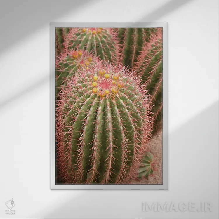 تابلو دکوراتیو Morocco. Beautiful Arid Garden Filled With Cacti, Succu… اثر ژولین مک رابرتس - نمای قابدار سفید