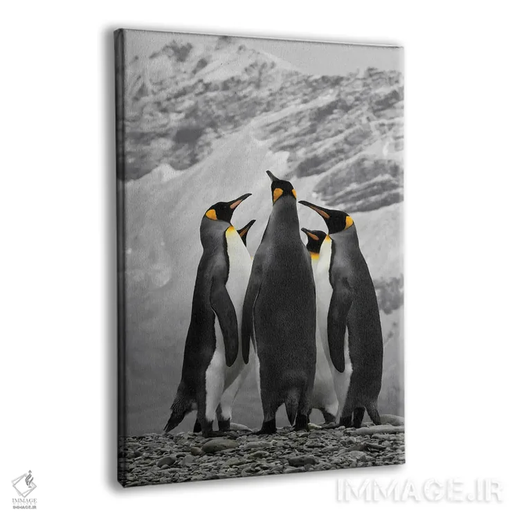 تابلو دکوراتیو A Conference Of King Penguins,جنوبگان، گردهمایی پنگوئن های شاه اثر جنت مویر - نمای پرسپکتیو محصول