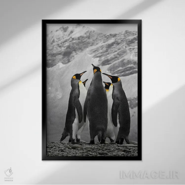 تابلو دکوراتیو A Conference Of King Penguins,جنوبگان، گردهمایی پنگوئن های شاه اثر جنت مویر - نمای قابدار مشکی