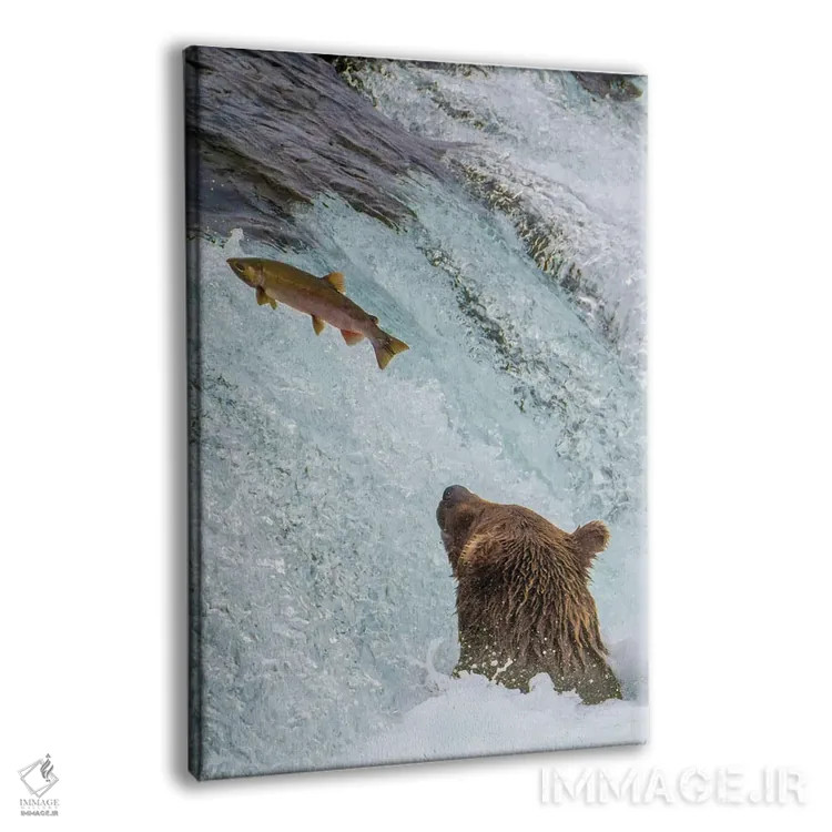 تابلو دکوراتیو Brooks Falls Grizzly Ear At The Base Of The Falls Watching A F… اثر جنت مویر - نمای پرسپکتیو محصول