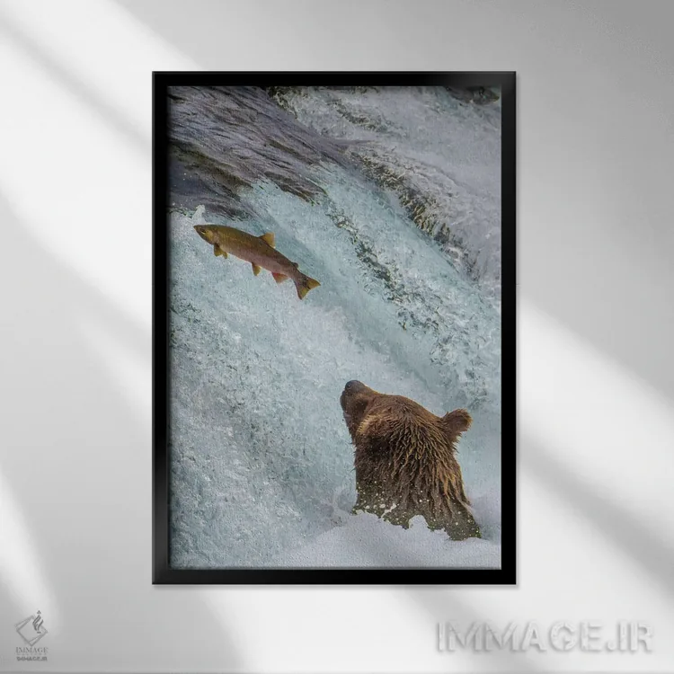 تابلو دکوراتیو Brooks Falls Grizzly Ear At The Base Of The Falls Watching A F… اثر جنت مویر - نمای قابدار مشکی