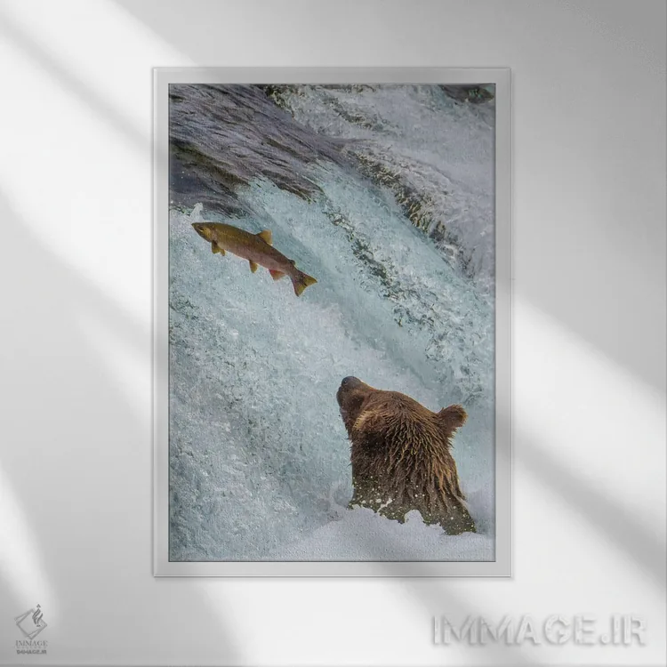 تابلو دکوراتیو Brooks Falls Grizzly Ear At The Base Of The Falls Watching A F… اثر جنت مویر - نمای قابدار سفید