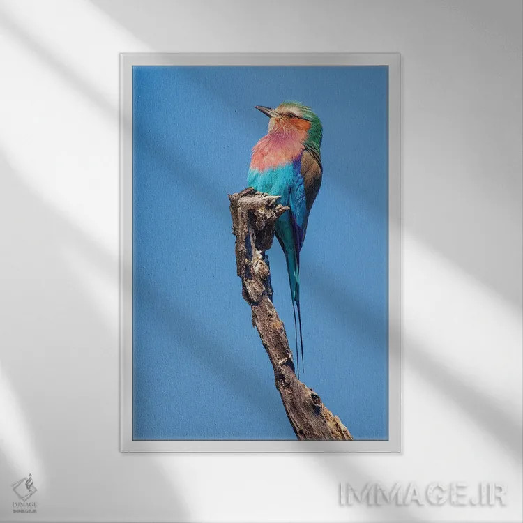 تابلو دکوراتیو دیدار مرغ مگس خوار اثر جیمیز - نمای قابدار سفید