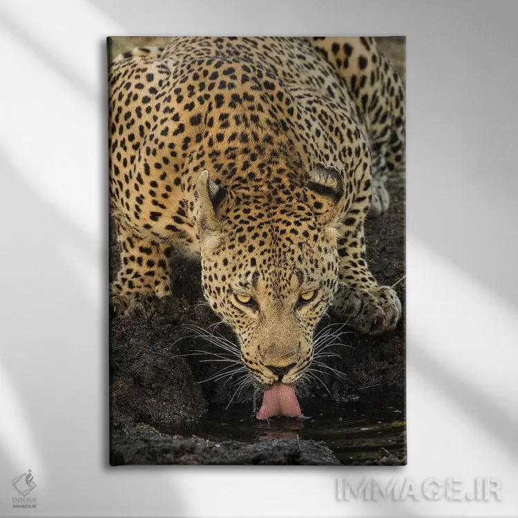 تابلو دکوراتیو پلنگ در حال استراحت اثر جیمیز - نمای روبهرو روی دیوار