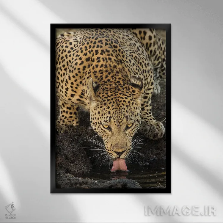 تابلو دکوراتیو پلنگ در حال استراحت اثر جیمیز - نمای قابدار مشکی