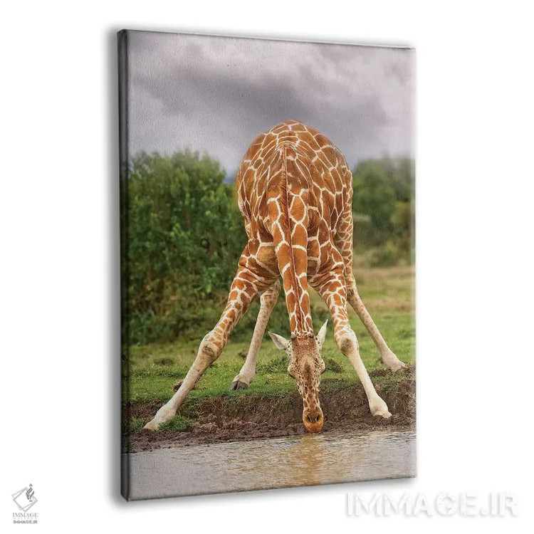 تابلو دکوراتیو زرافه در حال نوشیدن اثر جیمیز - نمای پرسپکتیو محصول
