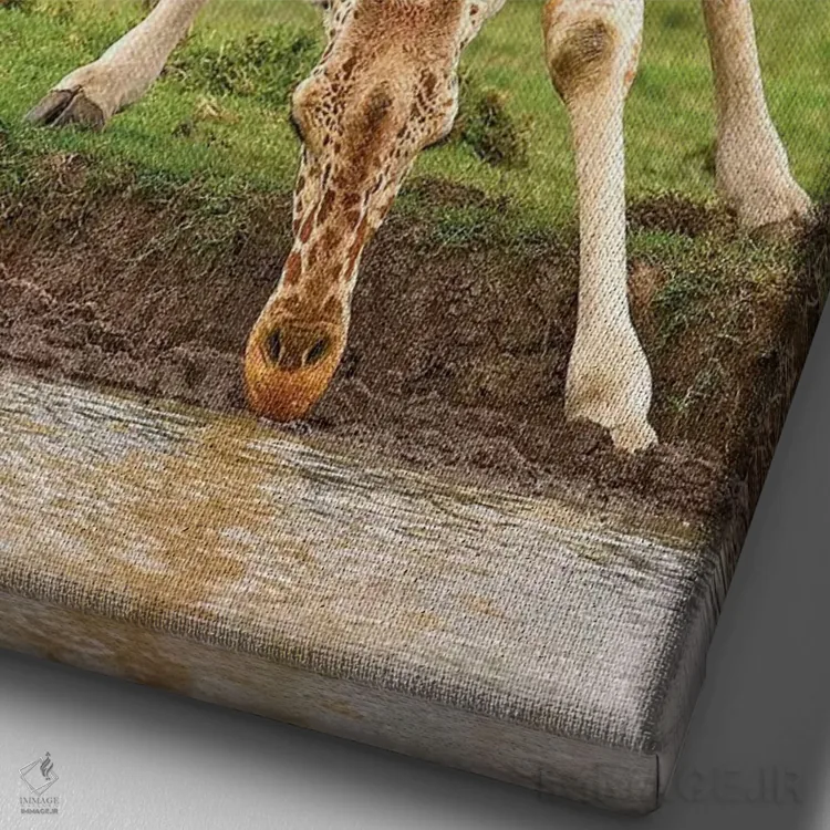 تابلو دکوراتیو زرافه در حال نوشیدن اثر جیمیز - نمای نزدیک بافت بوم