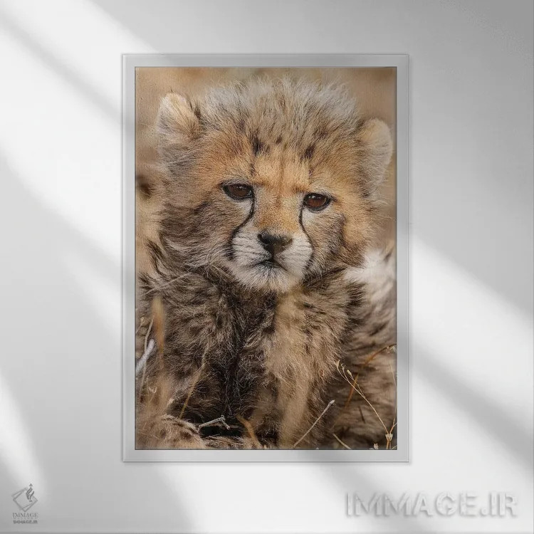 تابلو دکوراتیو یوزپلنگ کوچک اثر جیمیز - نمای قابدار سفید