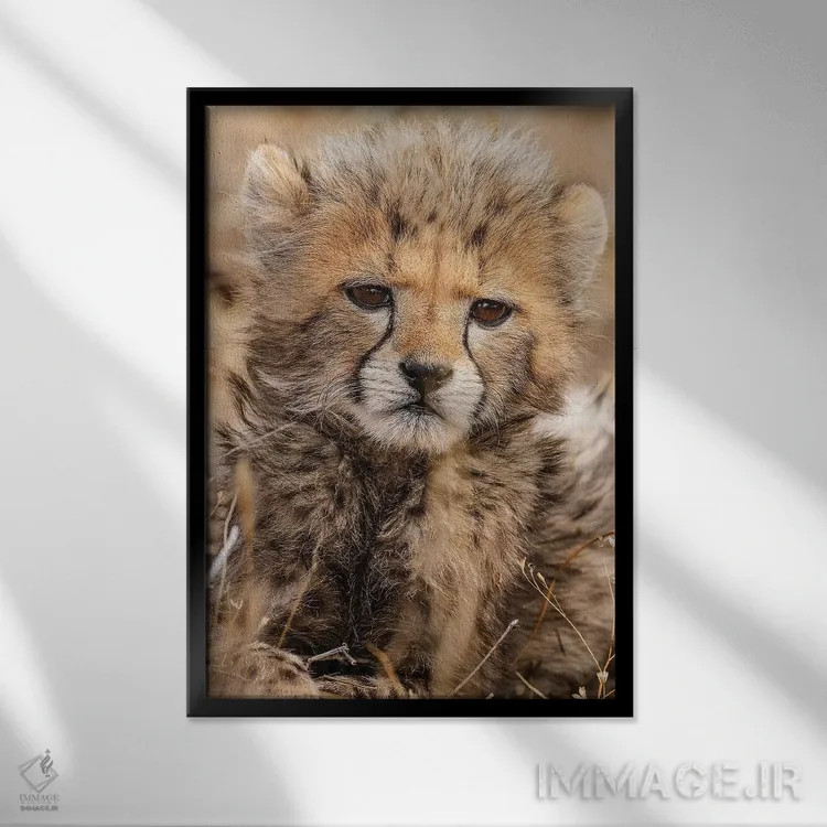 تابلو دکوراتیو یوزپلنگ کوچک اثر جیمیز - نمای قابدار مشکی