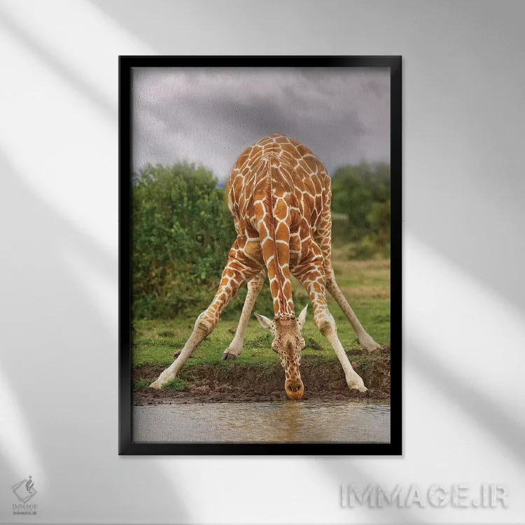 تابلو دکوراتیو زرافه در حال نوشیدن اثر جیمیز - نمای قابدار مشکی