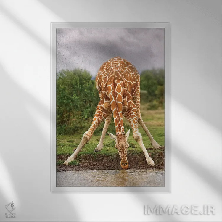 تابلو دکوراتیو زرافه در حال نوشیدن اثر جیمیز - نمای قابدار سفید