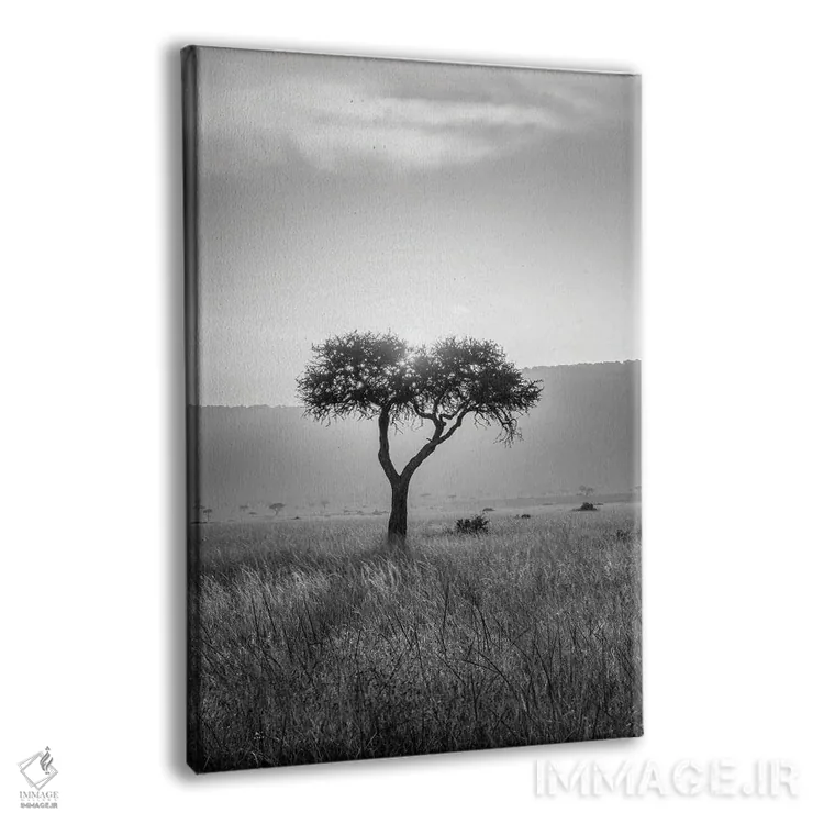 تابلو دکوراتیو Maasai Mara , Kenya, Africa,درخت آکاسیا ، ماسایی مارا، کنیا، آف… اثر یان بکه - نمای پرسپکتیو محصول