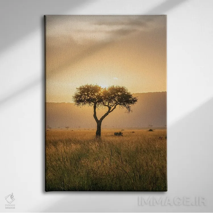 تابلو دکوراتیو Maasai Mara , Kenya, Africa,درخت آکاسیا هنگام غروب خورشید، ماسا… اثر یان بکه - نمای روبهرو روی دیوار