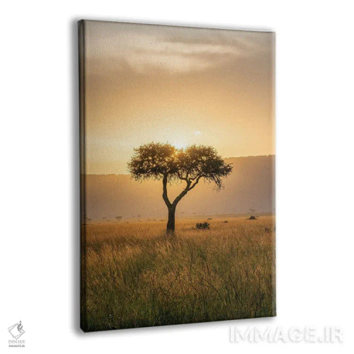 تابلو دکوراتیو Maasai Mara , Kenya, Africa,درخت آکاسیا هنگام غروب خورشید، ماسا… اثر یان بکه - نمای پرسپکتیو محصول