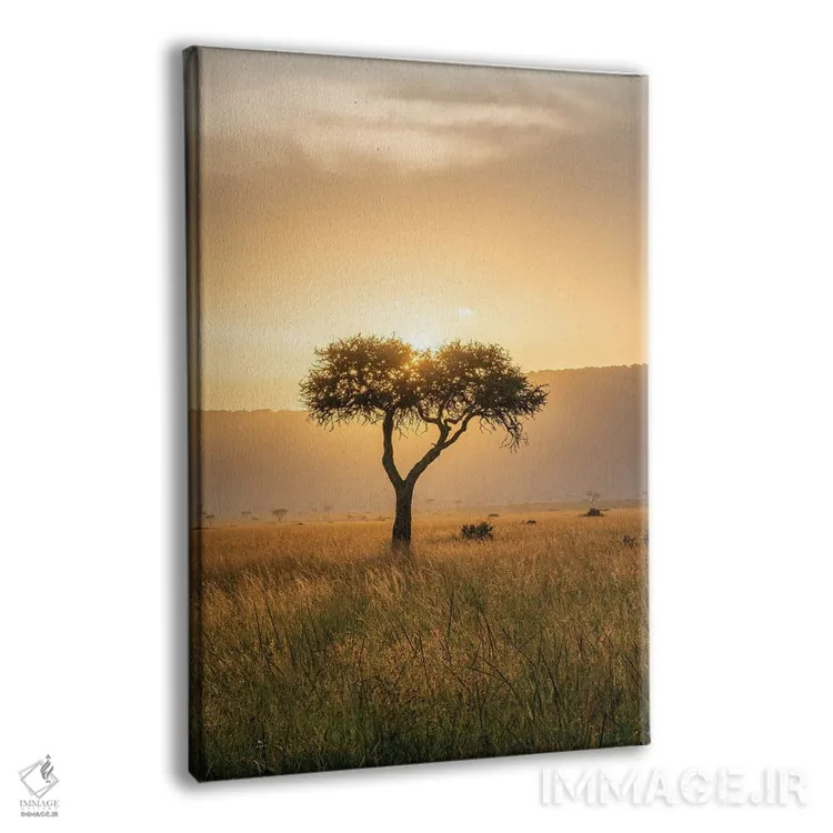 تابلو دکوراتیو Maasai Mara , Kenya, Africa,درخت آکاسیا هنگام غروب خورشید، ماسا… اثر یان بکه - نمای پرسپکتیو محصول