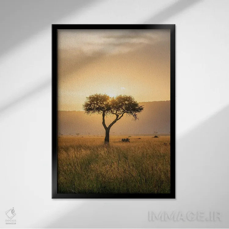 تابلو دکوراتیو Maasai Mara , Kenya, Africa,درخت آکاسیا هنگام غروب خورشید، ماسا… اثر یان بکه - نمای قابدار مشکی