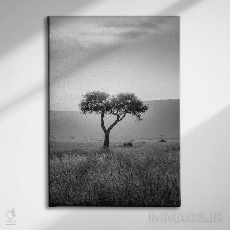 تابلو دکوراتیو Maasai Mara , Kenya, Africa,درخت آکاسیا ، ماسایی مارا، کنیا، آف… اثر یان بکه - نمای روبهرو روی دیوار