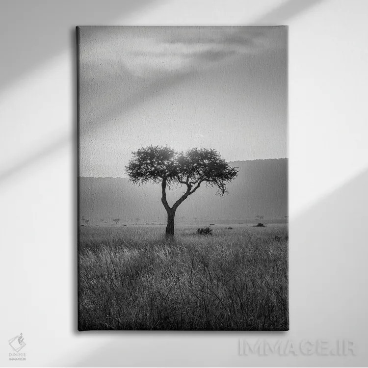 تابلو دکوراتیو Maasai Mara , Kenya, Africa,درخت آکاسیا ، ماسایی مارا، کنیا، آف… اثر یان بکه - نمای روبهرو روی دیوار