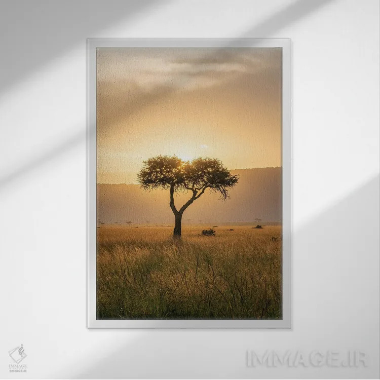 تابلو دکوراتیو Maasai Mara , Kenya, Africa,درخت آکاسیا هنگام غروب خورشید، ماسا… اثر یان بکه - نمای قابدار سفید