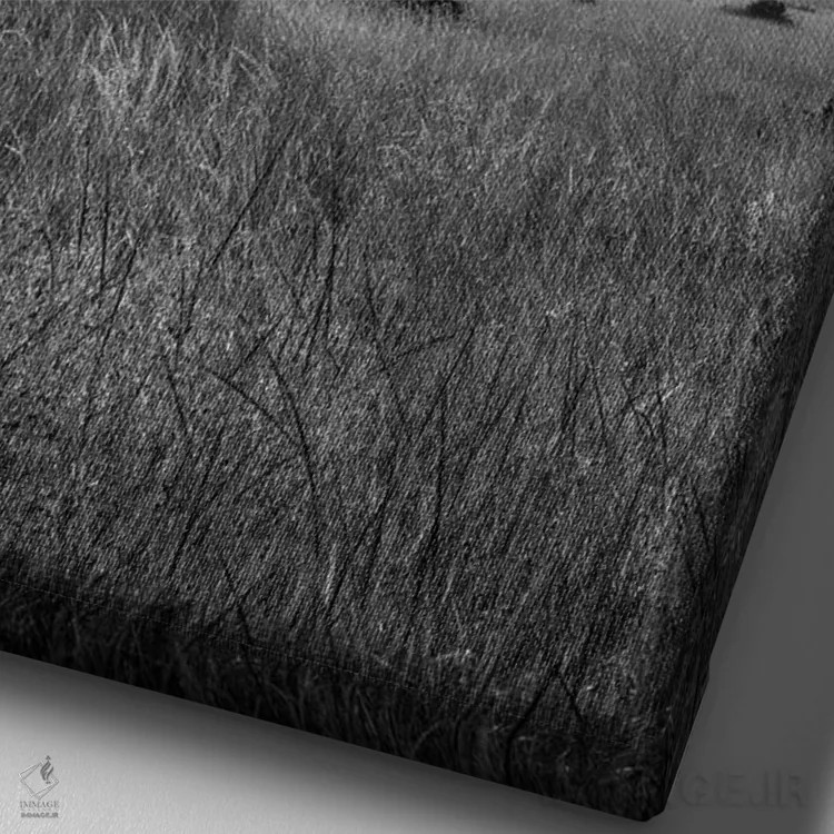 تابلو دکوراتیو Maasai Mara , Kenya, Africa,درخت آکاسیا ، ماسایی مارا، کنیا، آف… اثر یان بکه - نمای نزدیک بافت بوم