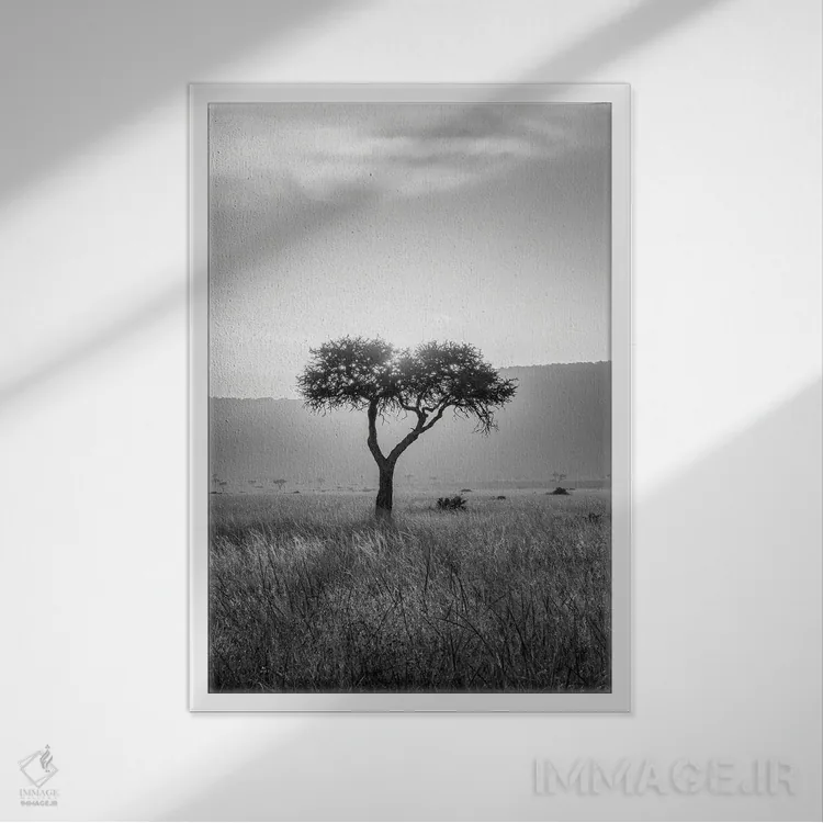 تابلو دکوراتیو Maasai Mara , Kenya, Africa,درخت آکاسیا ، ماسایی مارا، کنیا، آف… اثر یان بکه - نمای قابدار سفید