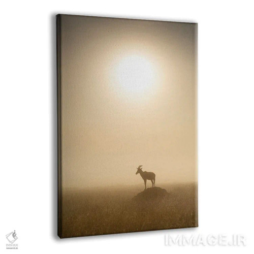 تابلو دکوراتیو Maasai Mara , Kenya,آهوی توپـی موقع طلوع، ماسایی مارا ، کنیا اثر یان بکه - نمای پرسپکتیو محصول