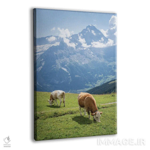 تابلو دکوراتیو Swiss Alps Near Grindelwald, Swiss Alps, Switzerland,گاوهای در… اثر یان بکه - نمای پرسپکتیو محصول