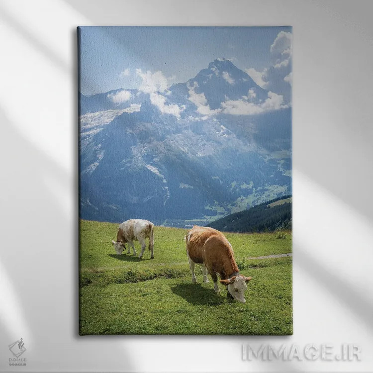 تابلو دکوراتیو Swiss Alps Near Grindelwald, Swiss Alps, Switzerland,گاوهای در… اثر یان بکه - نمای روبهرو روی دیوار