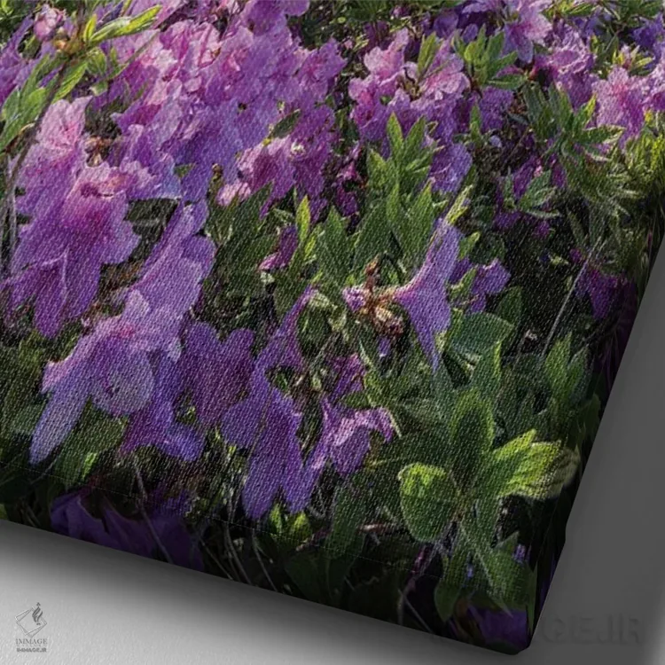 تابلو دکوراتیو South Korea,شکوفه های گل آزالیا در بهار، کره جنوبی اثر یان بکه - نمای نزدیک بافت بوم