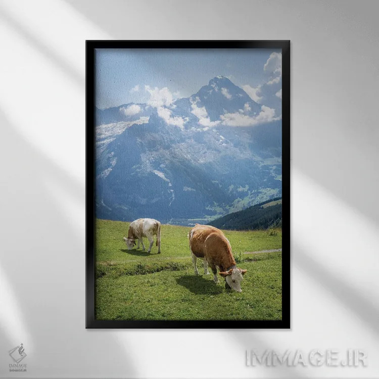 تابلو دکوراتیو Swiss Alps Near Grindelwald, Swiss Alps, Switzerland,گاوهای در… اثر یان بکه - نمای قابدار مشکی