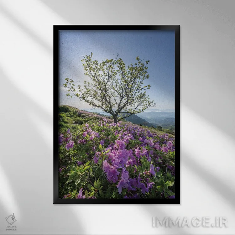 تابلو دکوراتیو South Korea,شکوفه های گل آزالیا در بهار، کره جنوبی اثر یان بکه - نمای قابدار مشکی