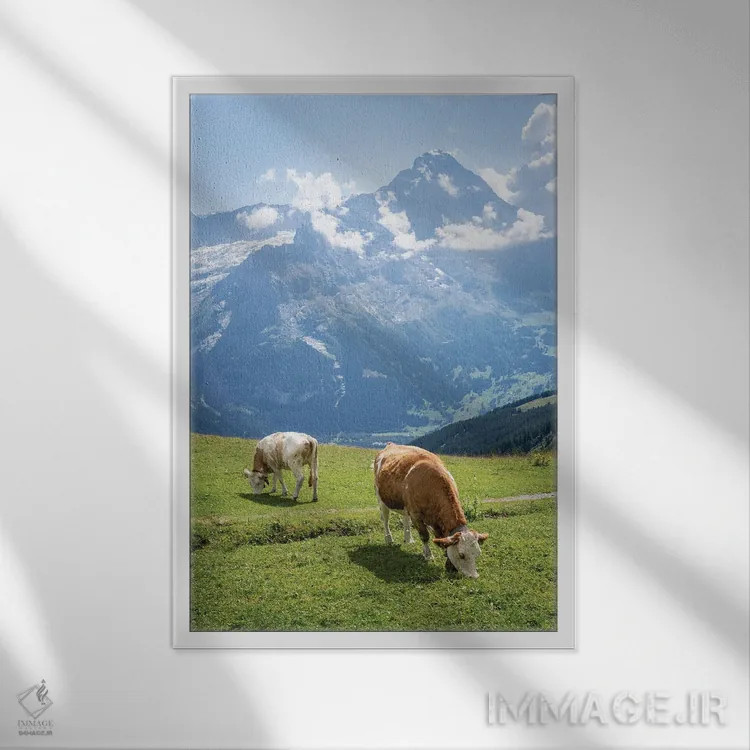 تابلو دکوراتیو Swiss Alps Near Grindelwald, Swiss Alps, Switzerland,گاوهای در… اثر یان بکه - نمای قابدار سفید