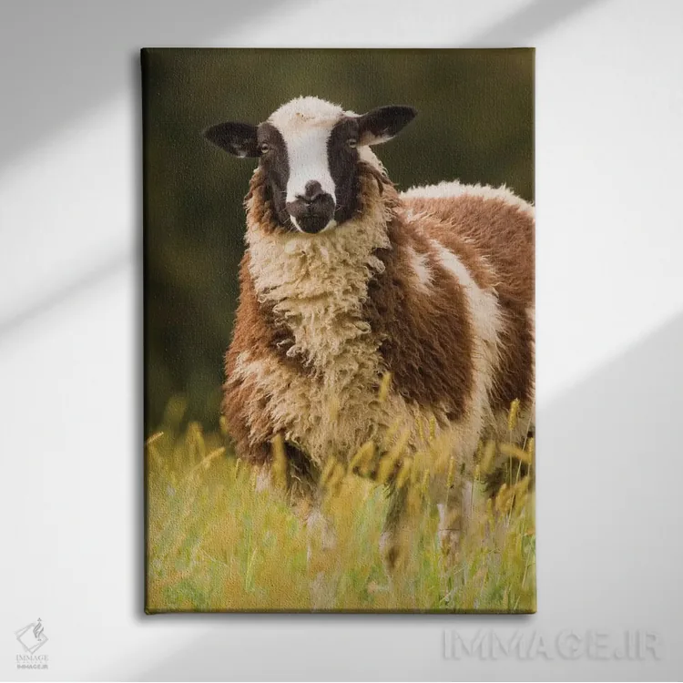 تابلو دکوراتیو Galena, Illinois, USA,گوسفندان دورست در چراگاه، گالنا، ایلین… اثر جنت هورتون - نمای روبهرو روی دیوار