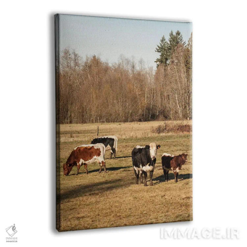 تابلو دکوراتیو Issaquah, Washington, USA,گاو نژاد پینزگا نر برای گوشت در چر… اثر جنت هورتون - نمای پرسپکتیو محصول
