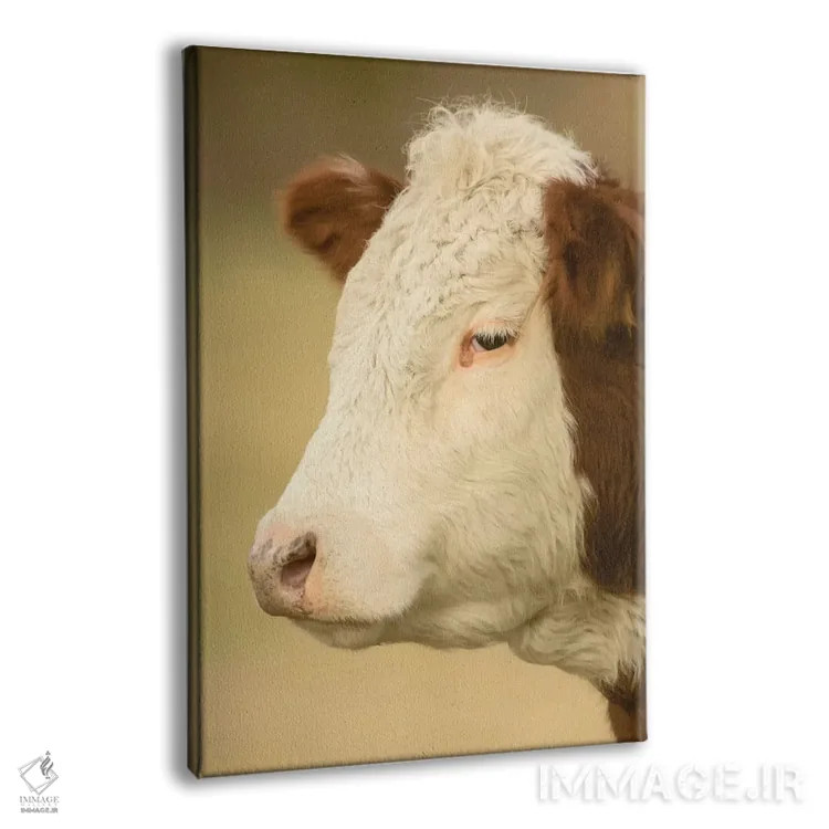 تابلو دکوراتیو La Conner, Washington, USA,نمای نزدیک از گاو هرفورد در چراگا… اثر جنت هورتون - نمای پرسپکتیو محصول